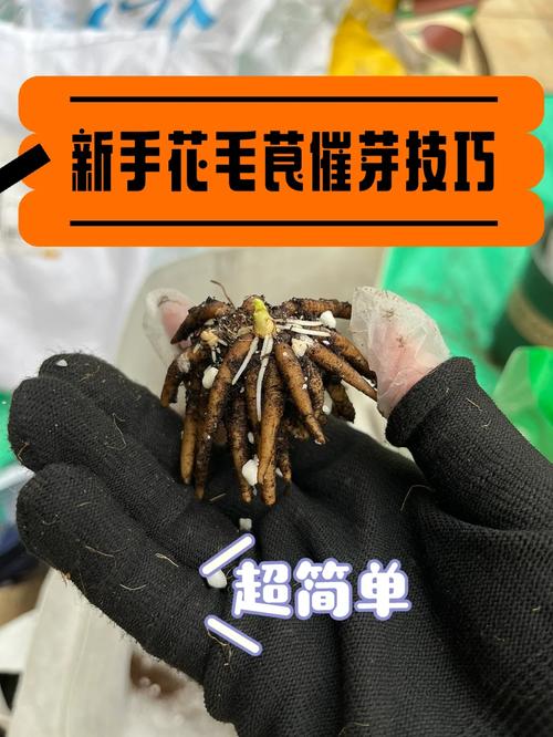 花毛茛种子怎么种，花毛茛种子种下后多久开花？