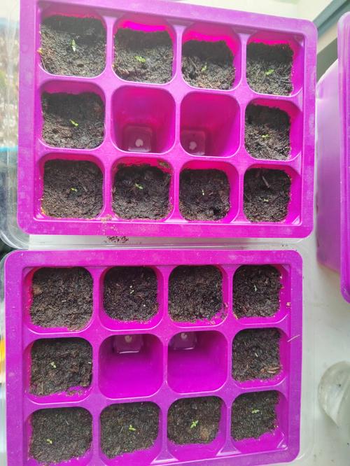 花毛茛种子怎么种，花毛茛种子种下后多久开花？-第2张图片-优品飞百科