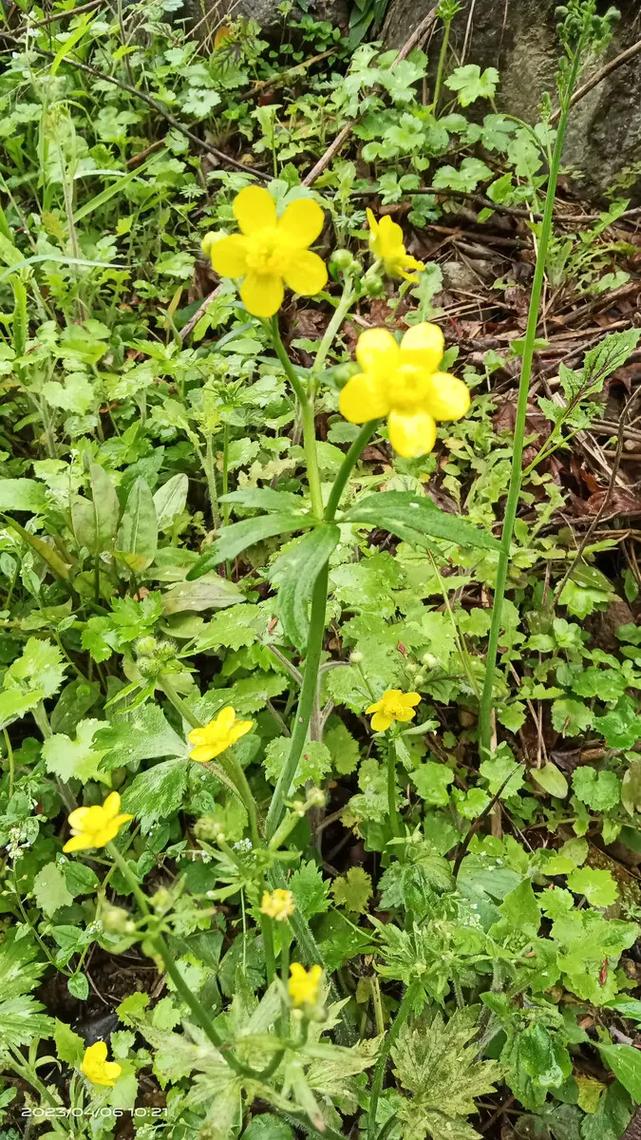 花毛茛种子怎么种，花毛茛种子种下后多久开花？-第3张图片-优品飞百科