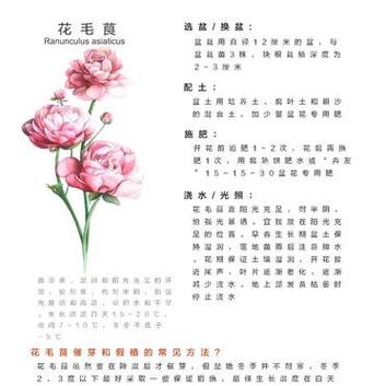 花毛茛种子怎么种，花毛茛种子种下后多久开花？-第5张图片-优品飞百科