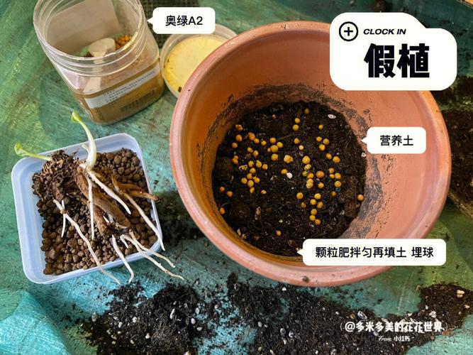 花毛茛种子怎么种，花毛茛种子种下后多久开花？-第4张图片-优品飞百科
