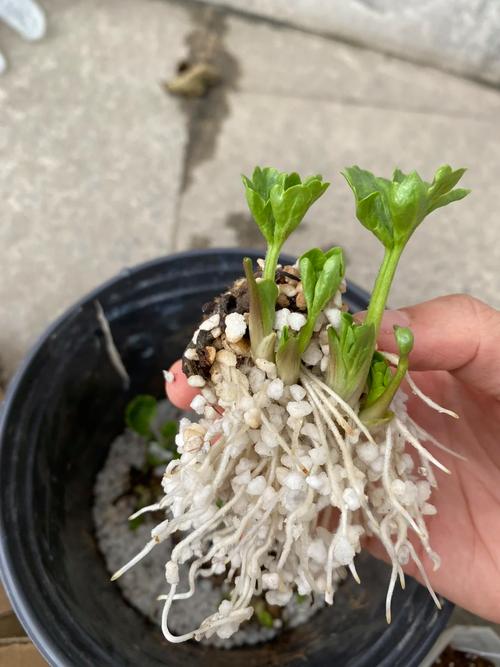 花毛茛种子怎么种，花毛茛种子种下后多久开花？-第6张图片-优品飞百科