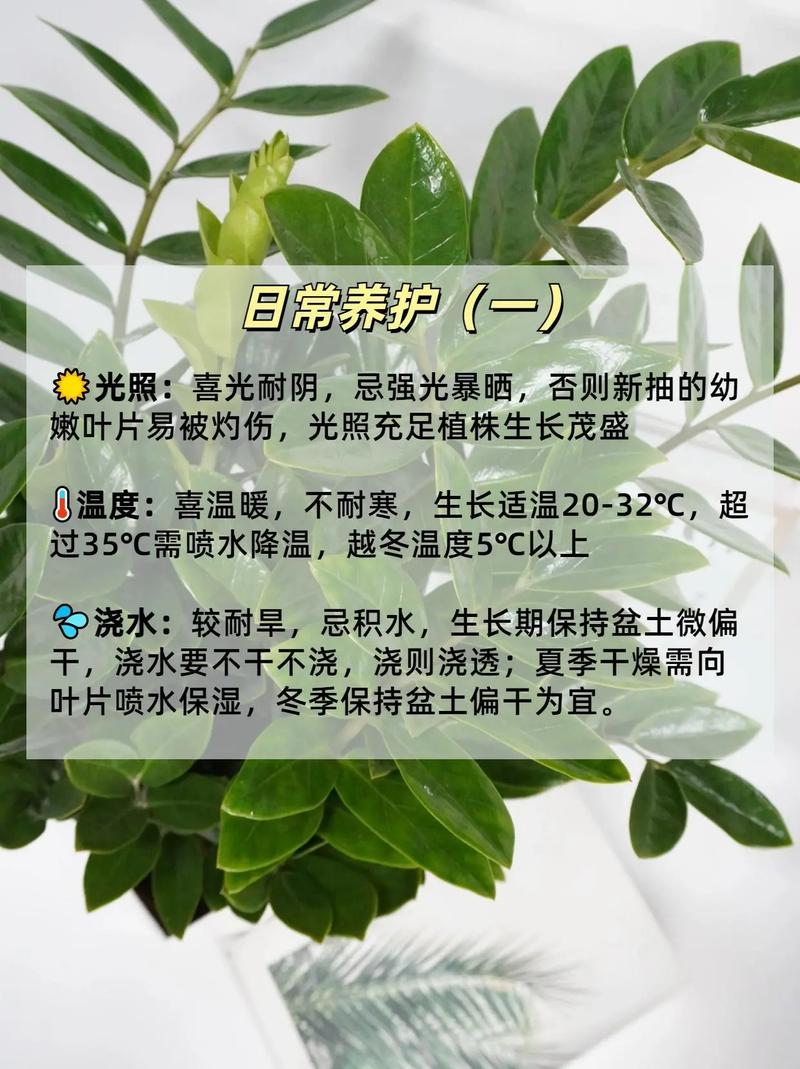 金钱树施什么肥好，金钱树该施什么肥