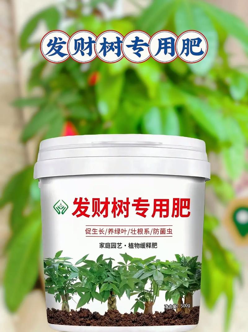 金钱树施什么肥好，金钱树该施什么肥-第2张图片-优品飞百科