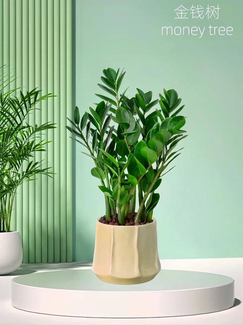 金钱树施什么肥好，金钱树该施什么肥-第3张图片-优品飞百科