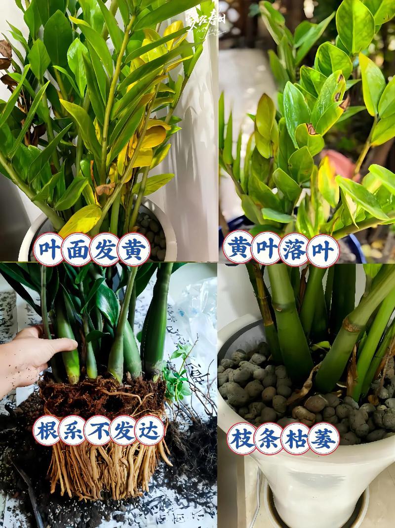 金钱树施什么肥好，金钱树该施什么肥-第5张图片-优品飞百科