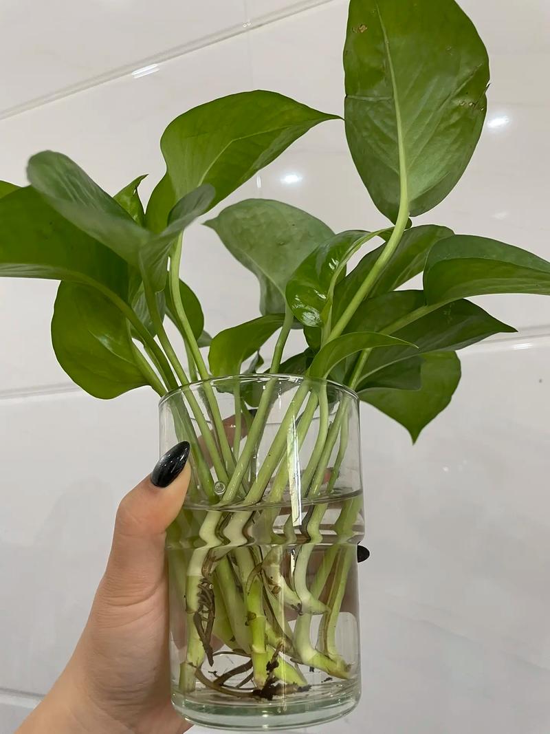 室内绿萝多久浇一次水，室内绿萝多久浇一次水比较好-第2张图片-优品飞百科