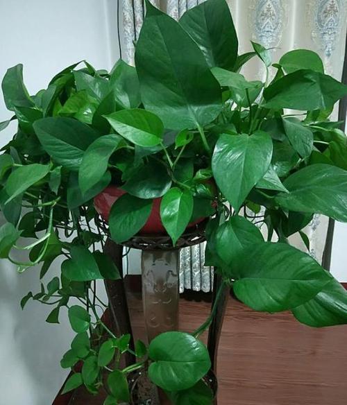 室内绿萝多久浇一次水，室内绿萝多久浇一次水比较好-第3张图片-优品飞百科