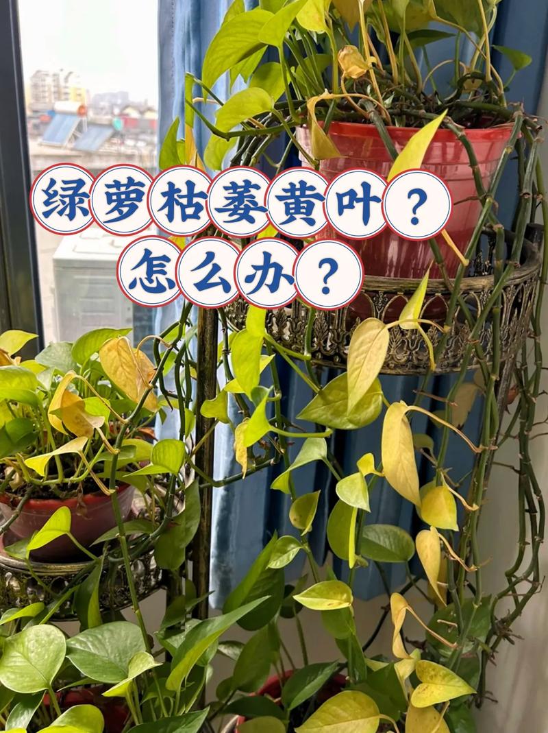 室内绿萝多久浇一次水，室内绿萝多久浇一次水比较好-第5张图片-优品飞百科