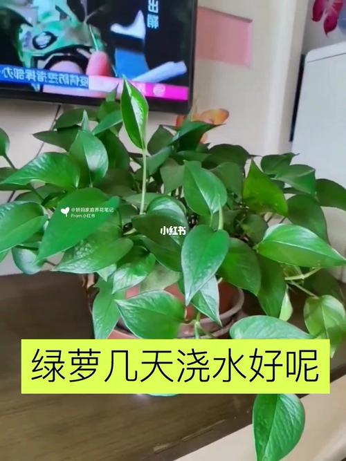 室内绿萝多久浇一次水，室内绿萝多久浇一次水比较好-第6张图片-优品飞百科