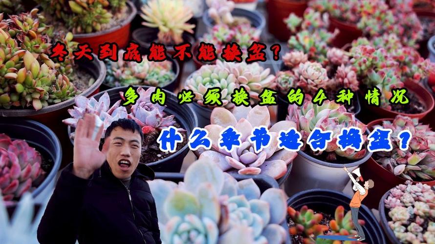 多肉什么时候换盆好？多肉什么时候换盆合适?？