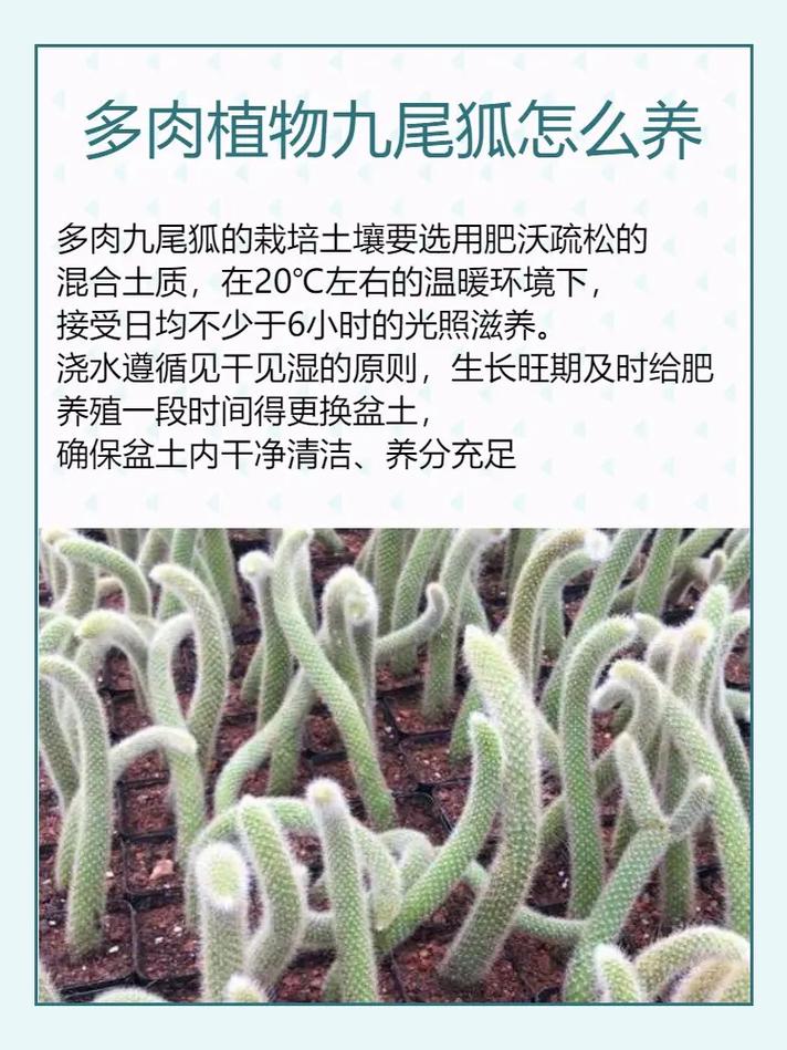 多肉什么时候换盆好?多肉什么时候换盆合适??-第2张图片-优品飞百科 多肉什么时候换盆好?多肉什么时候换盆合适??-第2张图片-优品飞百科