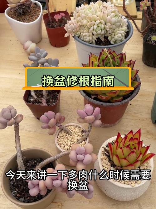 多肉什么时候换盆好?多肉什么时候换盆合适??-第3张图片-优品飞百科 多肉什么时候换盆好?多肉什么时候换盆合适??-第3张图片-优品飞百科