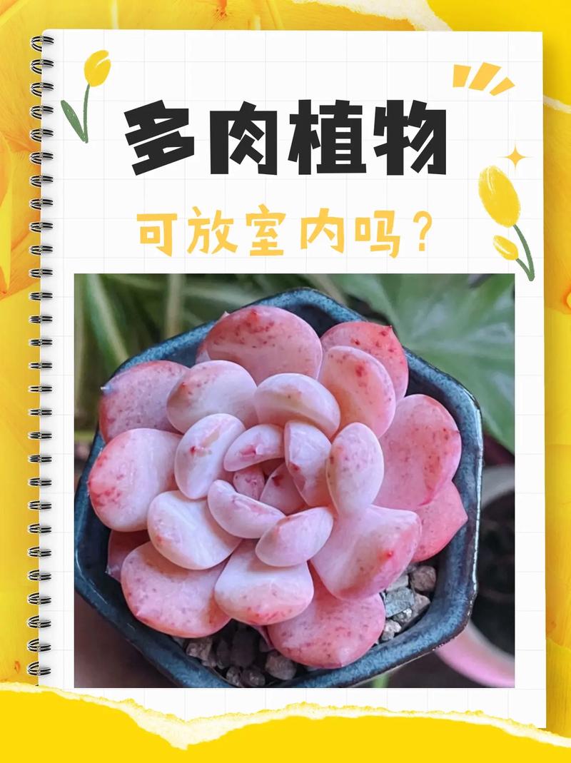 多肉什么时候换盆好?多肉什么时候换盆合适??-第4张图片-优品飞百科 多肉什么时候换盆好?多肉什么时候换盆合适??-第4张图片-优品飞百科