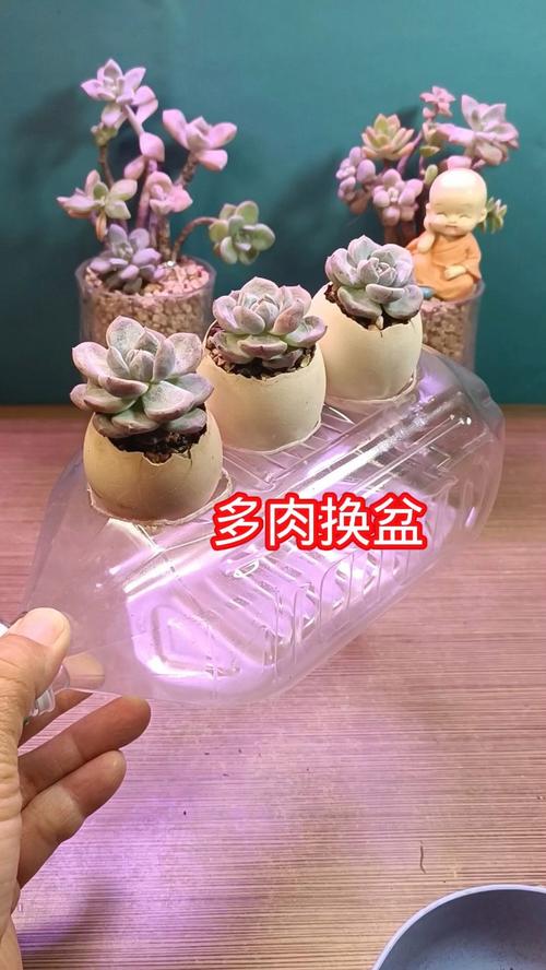 多肉什么时候换盆好?多肉什么时候换盆合适??-第5张图片-优品飞百科 多肉什么时候换盆好?多肉什么时候换盆合适??-第5张图片-优品飞百科