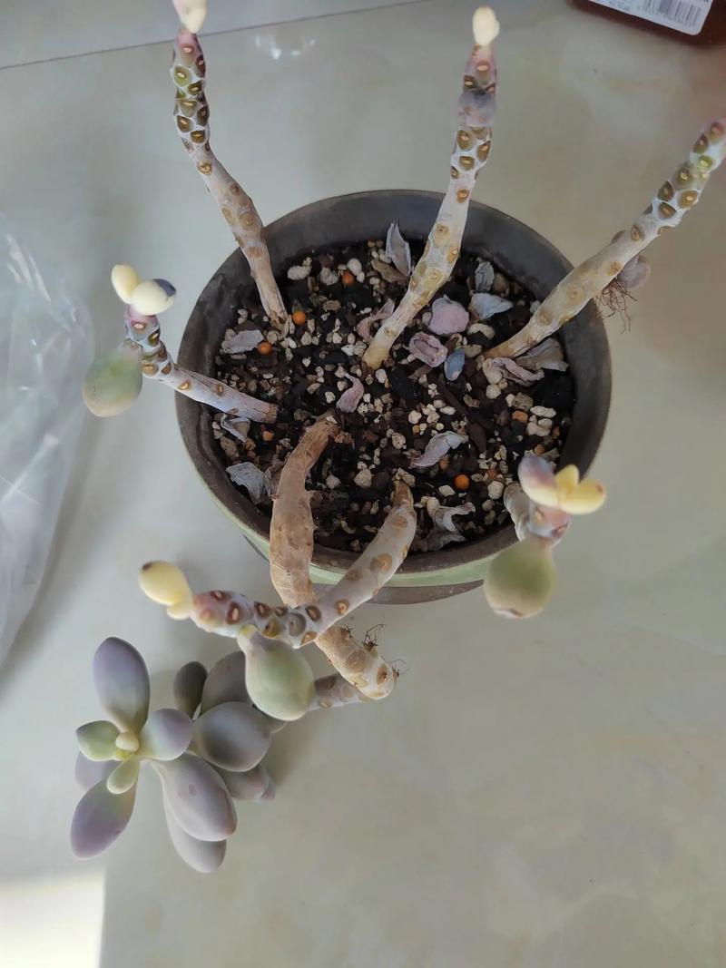 多肉什么时候换盆好?多肉什么时候换盆合适??-第6张图片-优品飞百科 多肉什么时候换盆好?多肉什么时候换盆合适??-第6张图片-优品飞百科