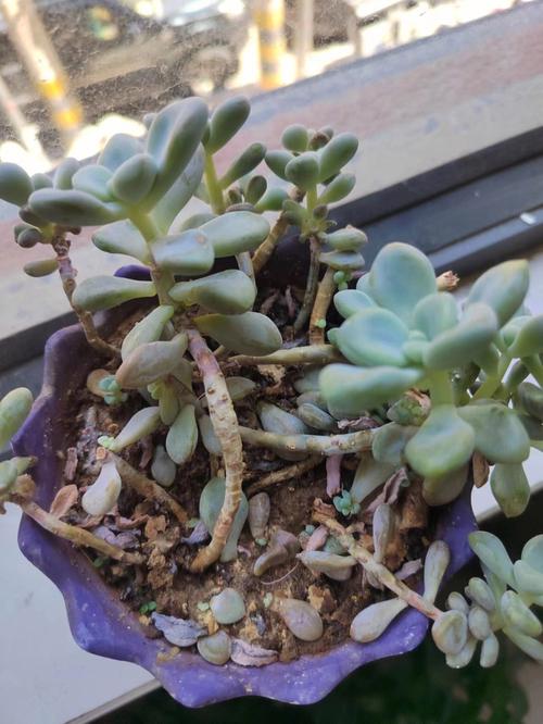 多肉什么时候换盆好?多肉什么时候换盆合适??-第7张图片-优品飞百科 多肉什么时候换盆好?多肉什么时候换盆合适??-第7张图片-优品飞百科