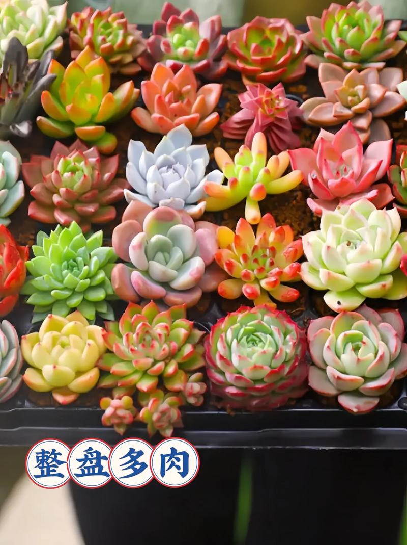 多肉什么时候换盆好?多肉什么时候换盆合适??-第8张图片-优品飞百科 多肉什么时候换盆好?多肉什么时候换盆合适??-第8张图片-优品飞百科