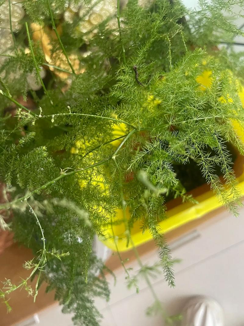 文竹为什么要修剪才好看？文竹为什么要修剪才好看是什么生肖？