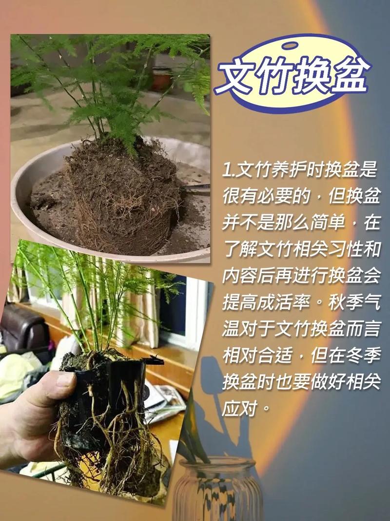 文竹为什么要修剪才好看？文竹为什么要修剪才好看是什么生肖？-第2张图片-优品飞百科