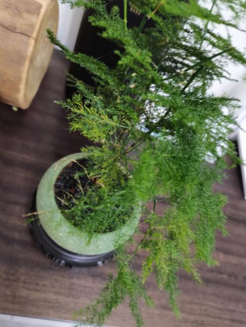 文竹为什么要修剪才好看？文竹为什么要修剪才好看是什么生肖？-第3张图片-优品飞百科