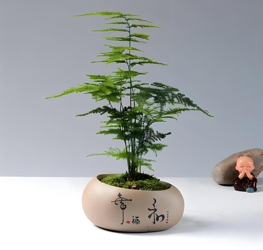 文竹为什么要修剪才好看？文竹为什么要修剪才好看是什么生肖？-第4张图片-优品飞百科