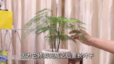 文竹为什么要修剪才好看？文竹为什么要修剪才好看是什么生肖？-第5张图片-优品飞百科