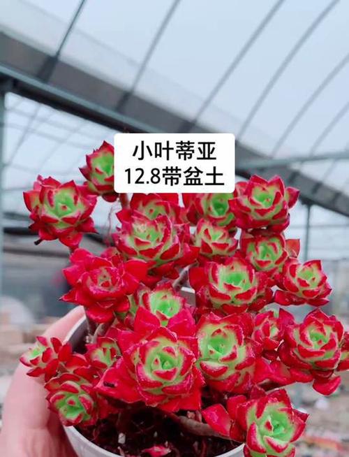蒂亚多肉怎么才能变红？蒂亚多肉如何繁殖快？