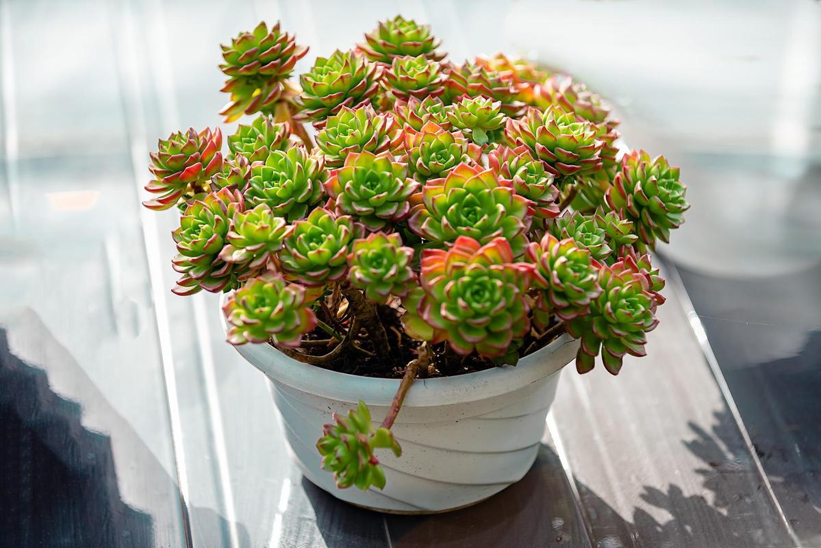 蒂亚多肉怎么才能变红？蒂亚多肉如何繁殖快？-第2张图片-优品飞百科