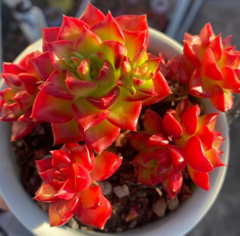 蒂亚多肉怎么才能变红？蒂亚多肉如何繁殖快？-第3张图片-优品飞百科