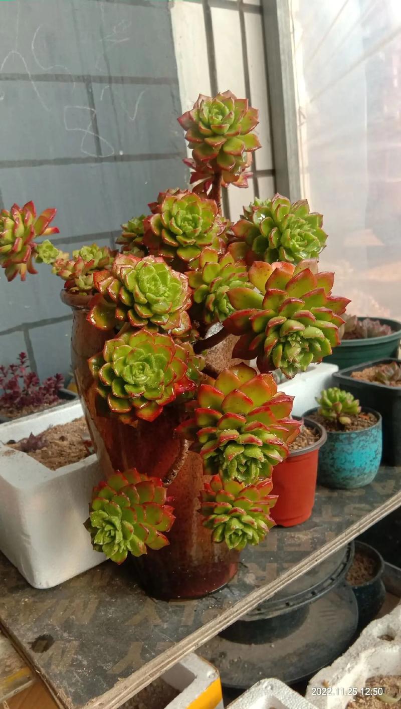 蒂亚多肉怎么才能变红？蒂亚多肉如何繁殖快？-第4张图片-优品飞百科