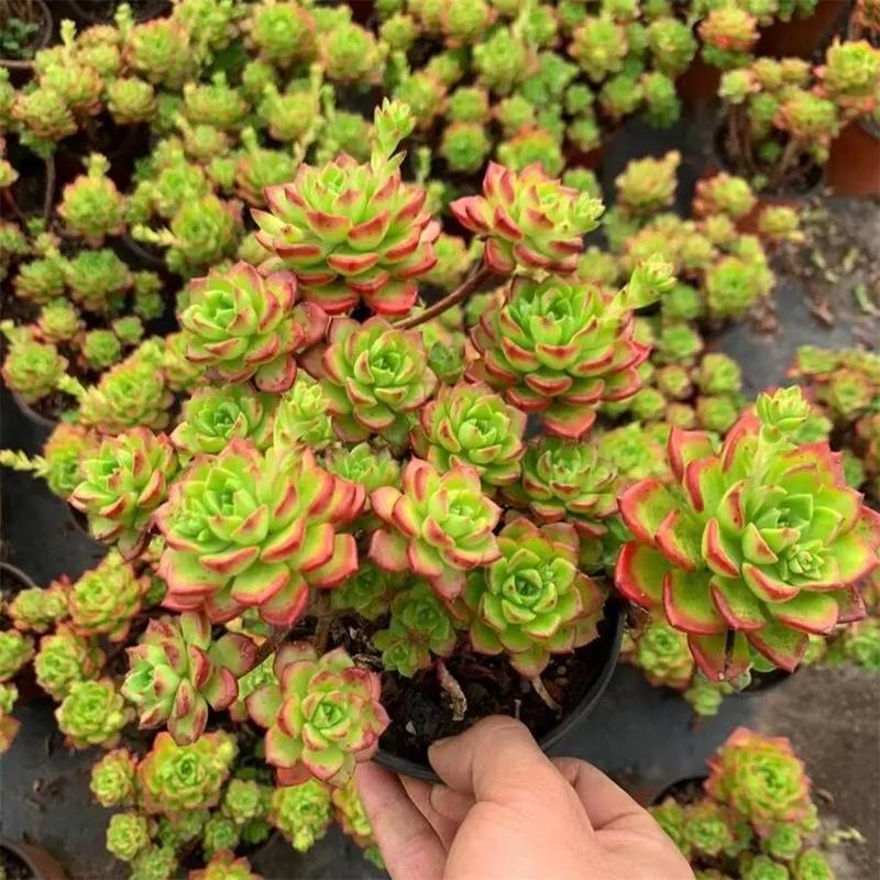 蒂亚多肉怎么才能变红？蒂亚多肉如何繁殖快？-第6张图片-优品飞百科