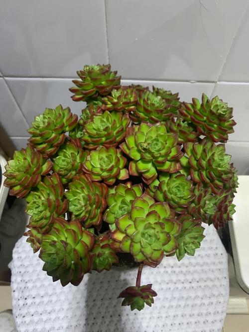 蒂亚多肉怎么才能变红？蒂亚多肉如何繁殖快？-第5张图片-优品飞百科