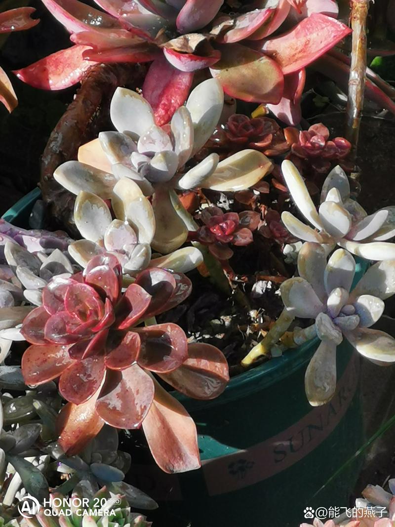 蒂亚多肉怎么才能变红？蒂亚多肉如何繁殖快？-第7张图片-优品飞百科