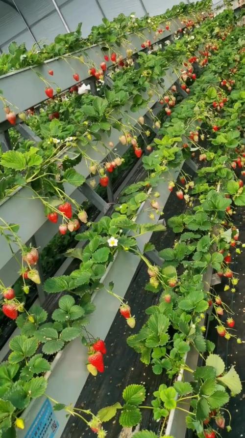 草莓无土栽培方法，草莓无土栽培方法有哪些？