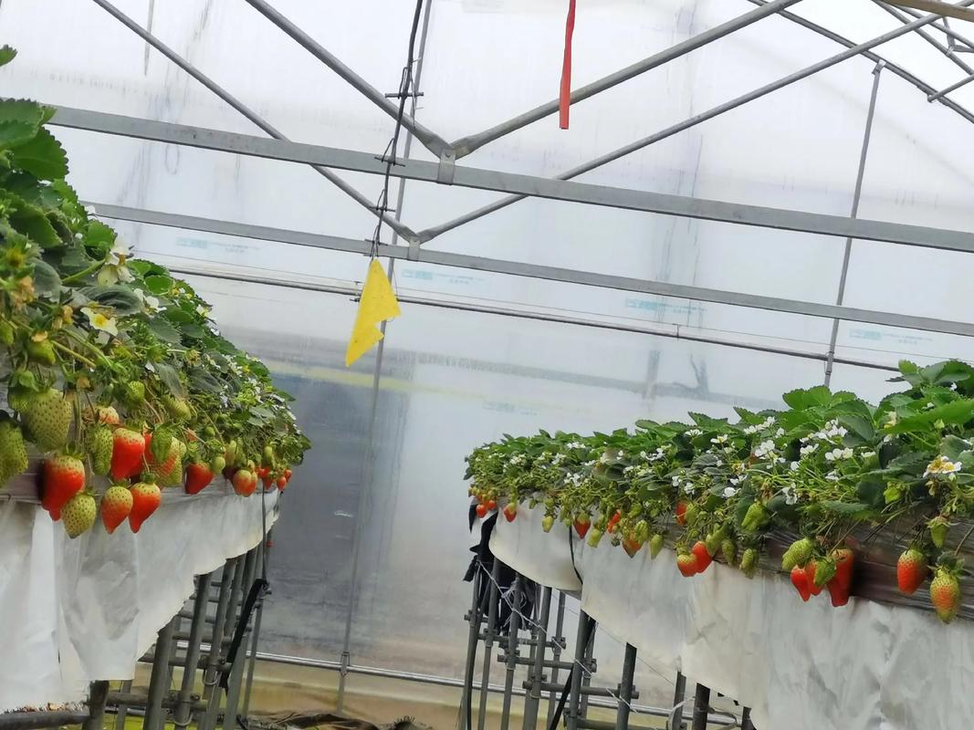 草莓无土栽培方法，草莓无土栽培方法有哪些？-第2张图片-优品飞百科