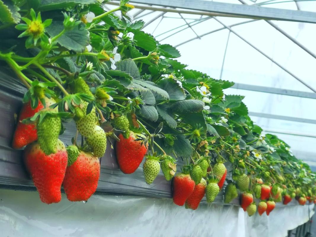 草莓无土栽培方法，草莓无土栽培方法有哪些？-第4张图片-优品飞百科
