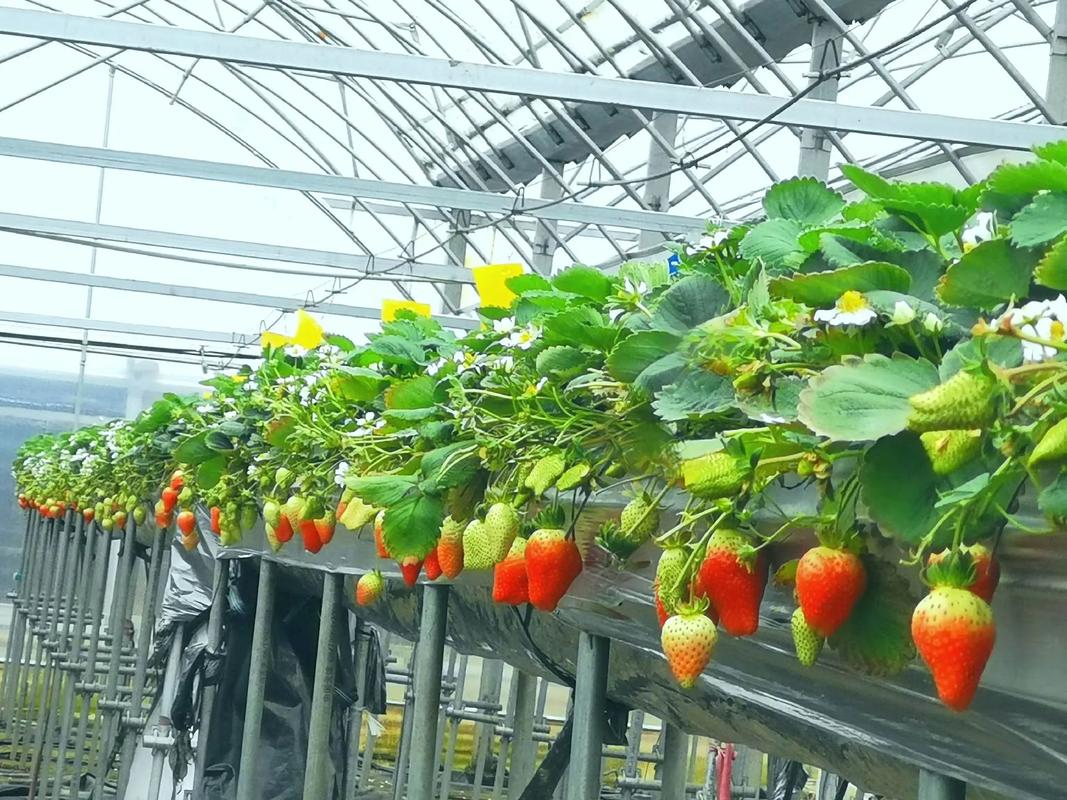 草莓无土栽培方法，草莓无土栽培方法有哪些？-第6张图片-优品飞百科