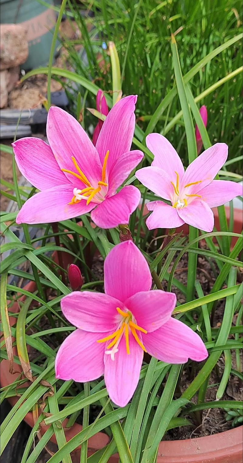 韭菜兰什么季节换盆？韭菜兰花什么时间换盆好？-第2张图片-优品飞百科