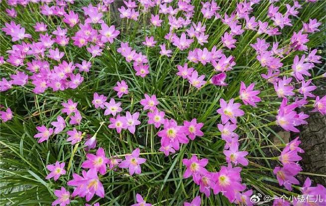 韭菜兰什么季节换盆？韭菜兰花什么时间换盆好？