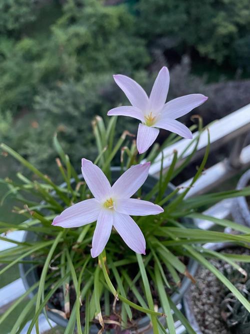 韭菜兰什么季节换盆？韭菜兰花什么时间换盆好？-第3张图片-优品飞百科