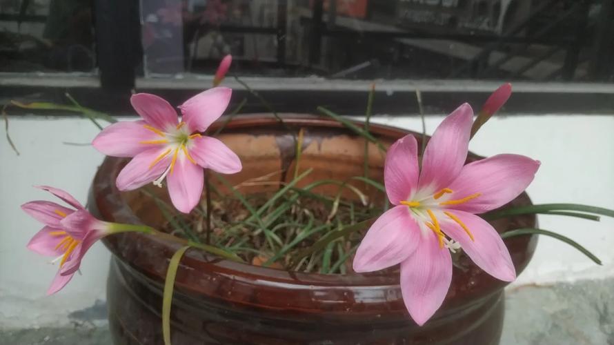 韭菜兰什么季节换盆？韭菜兰花什么时间换盆好？-第4张图片-优品飞百科