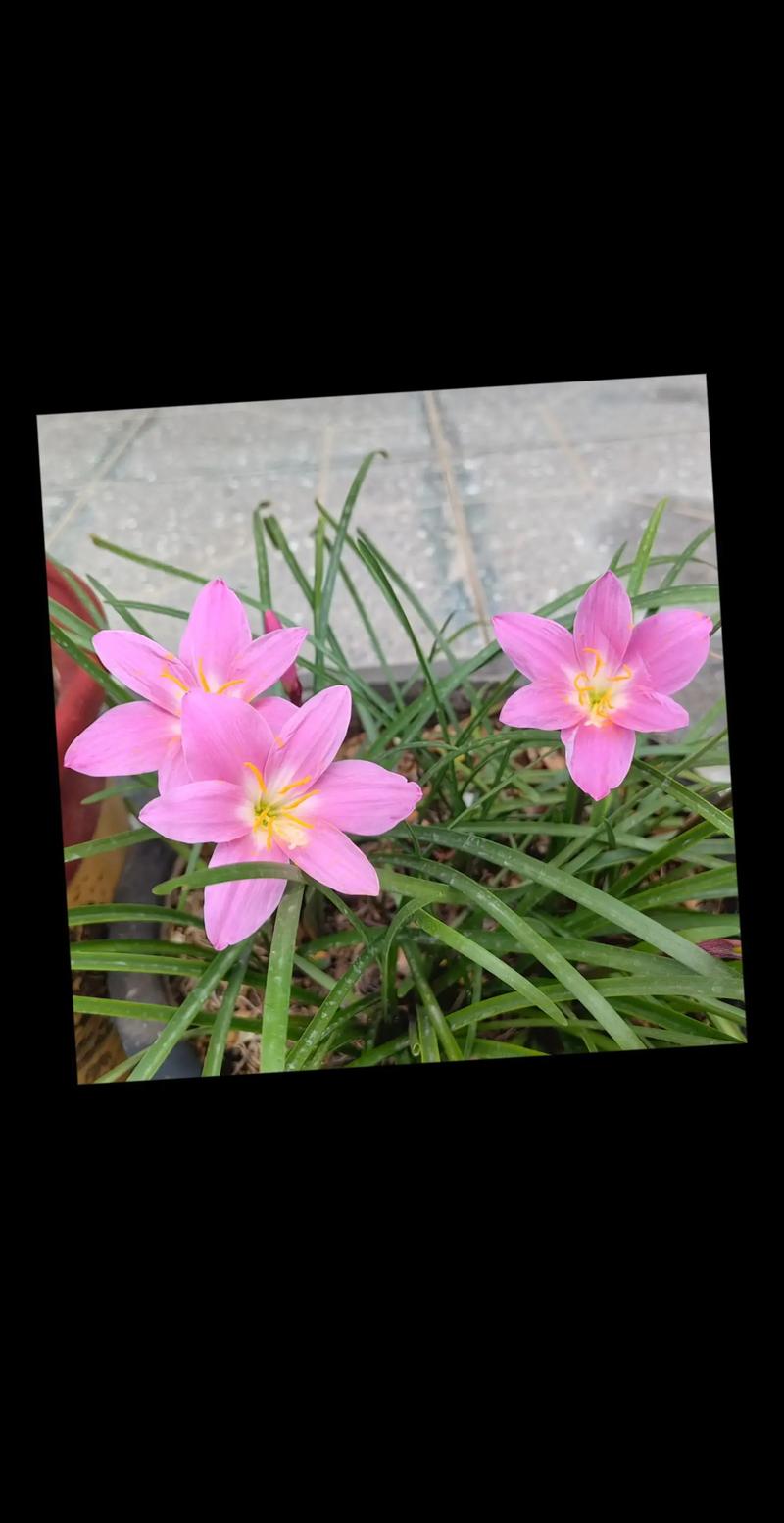 韭菜兰什么季节换盆？韭菜兰花什么时间换盆好？-第6张图片-优品飞百科