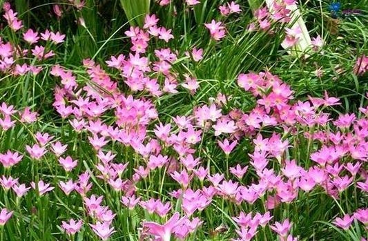 韭菜兰什么季节换盆？韭菜兰花什么时间换盆好？-第5张图片-优品飞百科