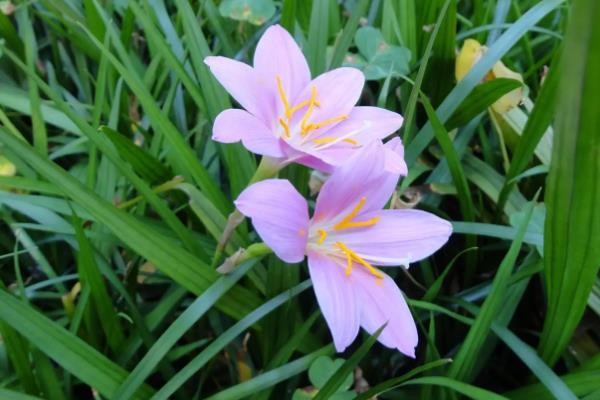 韭菜兰什么季节换盆？韭菜兰花什么时间换盆好？-第7张图片-优品飞百科