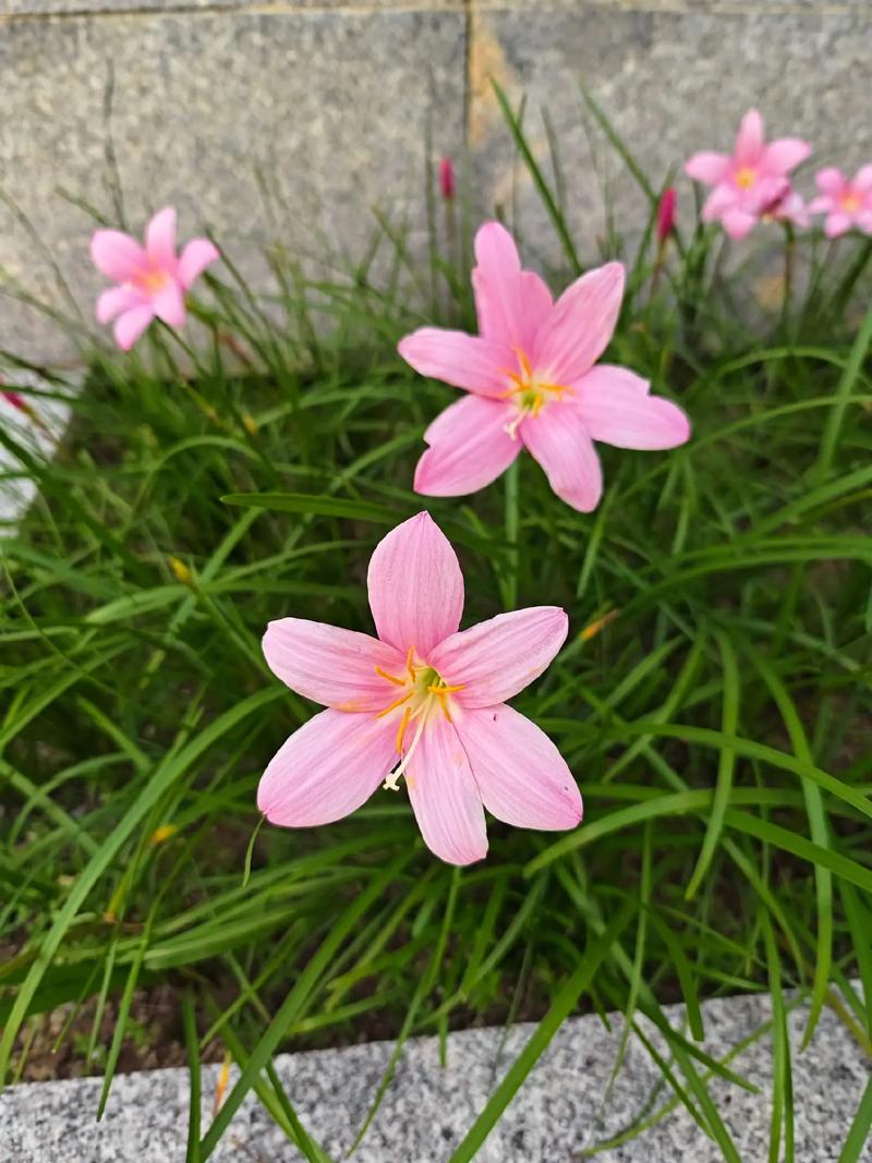 韭菜兰什么季节换盆？韭菜兰花什么时间换盆好？-第8张图片-优品飞百科