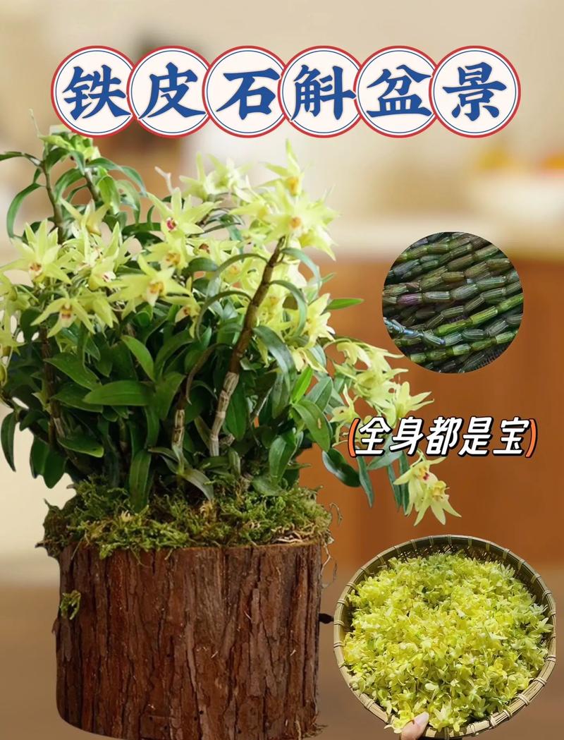 家庭如何种植石斛，家庭种植石斛的方法？