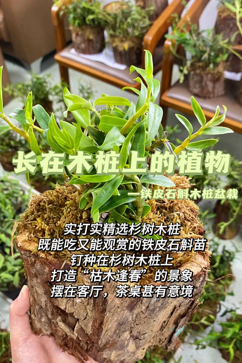 家庭如何种植石斛，家庭种植石斛的方法？-第2张图片-优品飞百科
