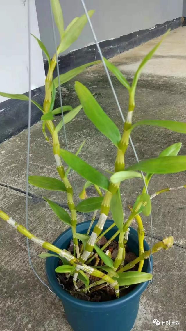 家庭如何种植石斛，家庭种植石斛的方法？-第3张图片-优品飞百科