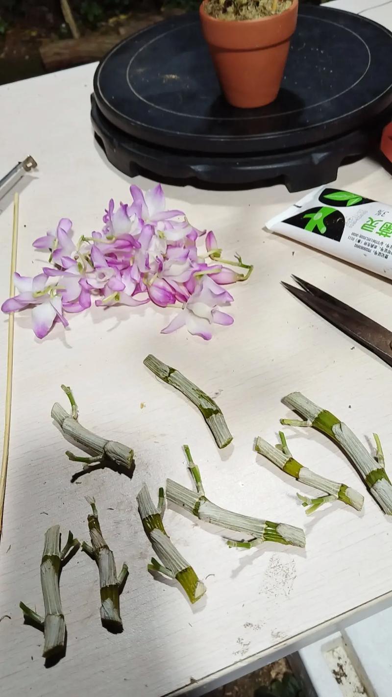 家庭如何种植石斛，家庭种植石斛的方法？-第5张图片-优品飞百科